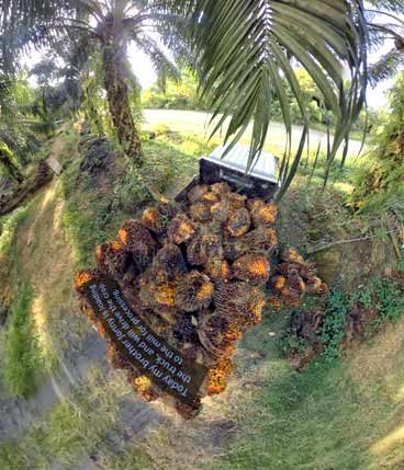 EPOA Palm Oil VR