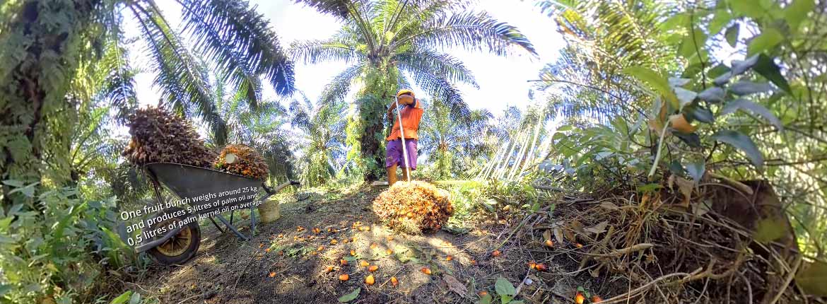 EPOA Palm Oil VR