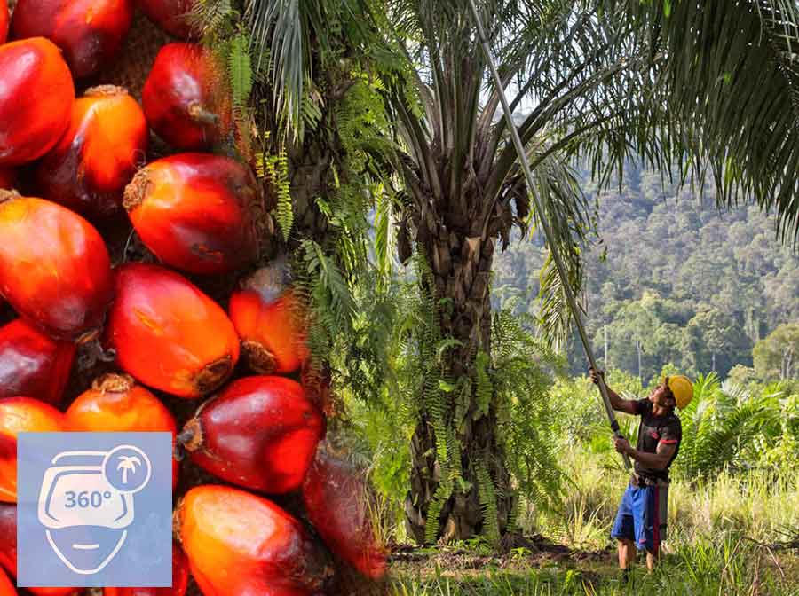 Palm Oil VR - European Palm Oil Alliance